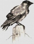 (image for) Jackdaw